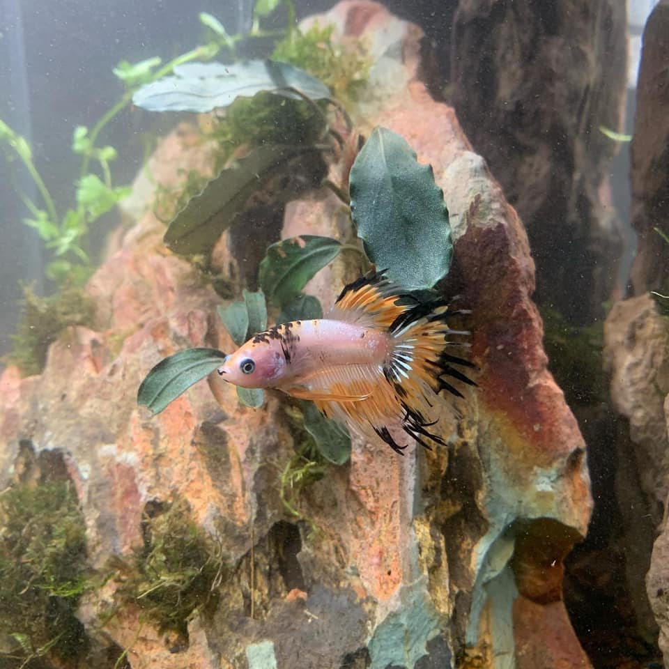 Aquascaping Building and Design Deposit