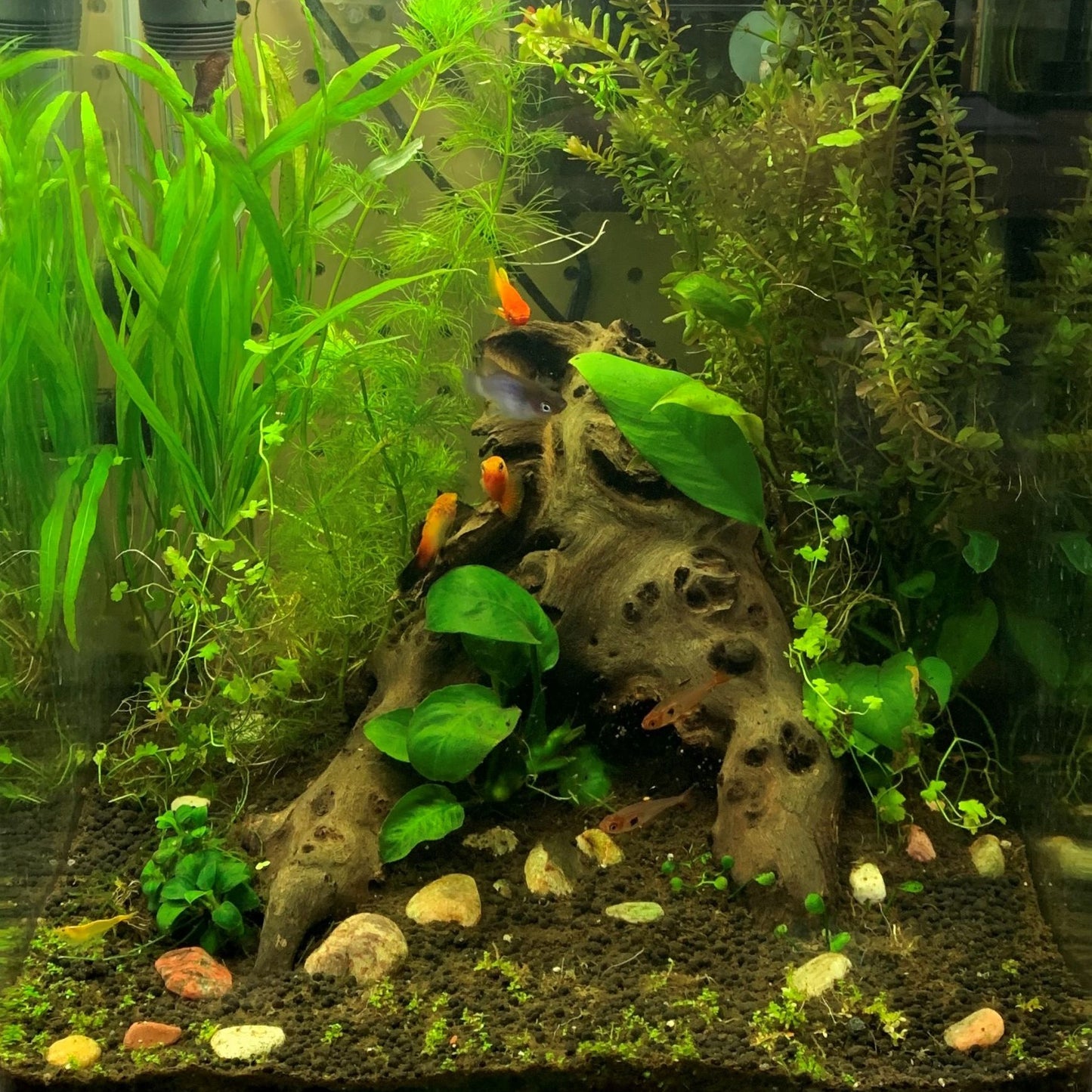 Aquascaping Building and Design Deposit